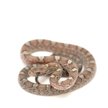 Charcoal Corn Snake